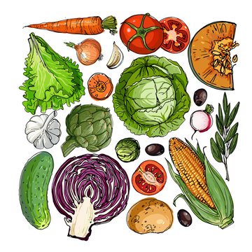 Square of colored vegetables.  Fresh food. Pumpkin, Cabbage, Blockley, kohlrabi, cauliflower, Brussels, beets, asparagus, corn, garlic, tomato line drawn on a white 