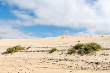 Fototapeta na wymiar Dune du Pyla (Bassin d'Arcachon, France)