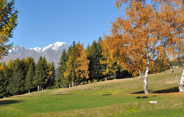colorful foliage of trees in a golf course