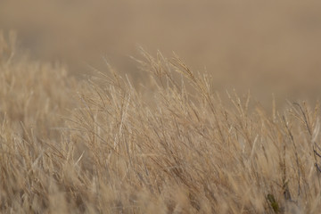 Grass of cerrado
