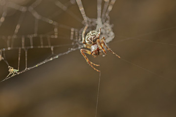 Araignée épeire des fougères entrain de tisser sa toile en forêt.