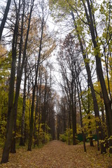 Fototapeta premium осень autumn