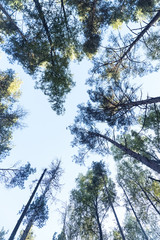 pine trees and the autumn sky