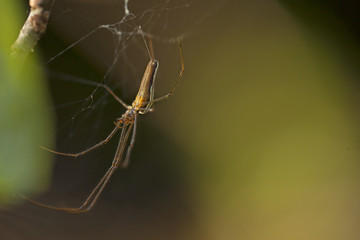 Araignée fine aux longues pattes entrain de tisser sa toile sur un arbre en forêt.