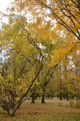 Fototapeta premium осень autumn