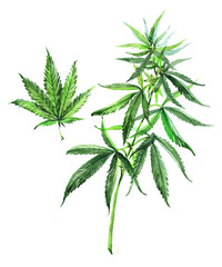 A branch of cannabis. Leaf of Cannabis.  Watercolor illustration isolated on white background.