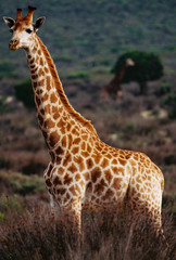 Giraffe