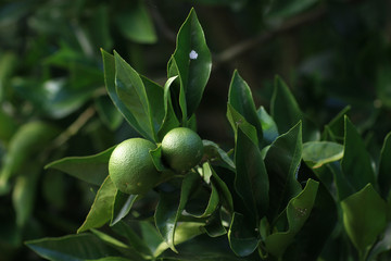 Fruits isolated