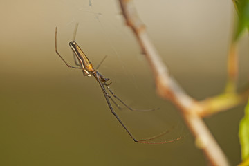 Araignée dorée et noire aux longues pattes accrochée à sa toile sur une branche d'arbre en forêt.