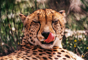 Cheetah