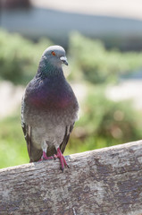 dove resting on a bench, looking at the camera