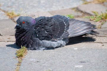 dove resting on the asphalt, in a park