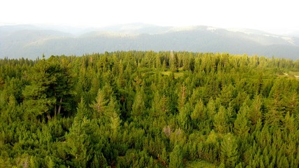 Forest from height, green wood, the pines