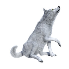 3D Rendering Arctic Wolf on White