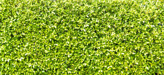 Green leaves wall texture for background