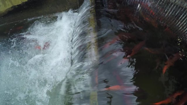 Spawning Kokanee Salmon school jumping upstream into holding trap and falling back out
