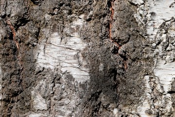 Nahaufnahme einer Knorrigen und rauen Baumrinde einer alten Birke in einem Moorgebiet in Bayern