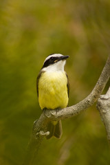 Obraz premium Bem-te-vi