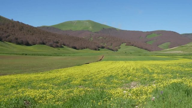 Un modello osserva i campi di Castelluccio di Norcia