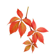 red leaves of wild grapes isolated