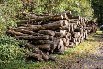 Geschlagene Bäume am Waldweg