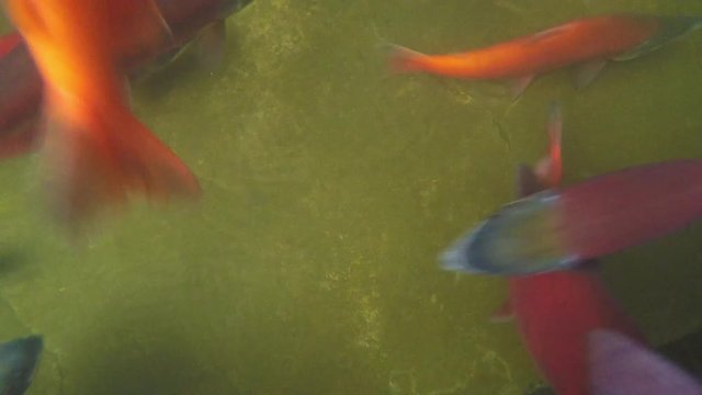 Spawning Kokanee Salmon swimming around in rocky bottom stream in underwater view