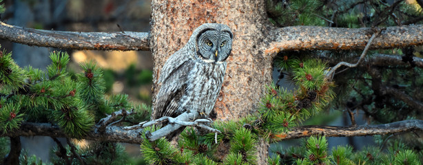 Great Grey Owl 