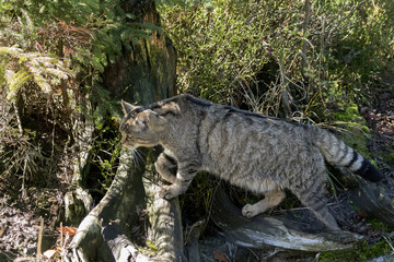 Wildkatze Jagd