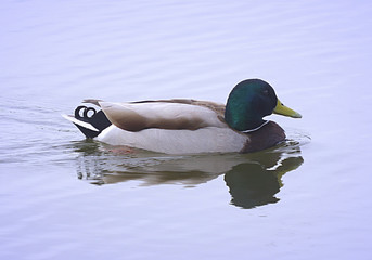 Curly Tailed Duck