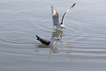 바다를 나르는 갈매기떼