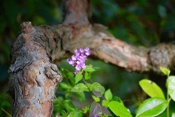 Fototapeta premium Dry Creek Garden