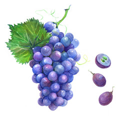  Bunch of pink grapes with cut berries and green leaves. Watercolor illustration isolated on white background isolated on white background.