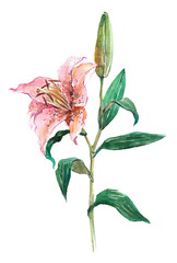  Pink lily with green leaves. Lily bud. Lily flower. Watercolor illustration isolated on white background.