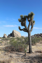 Fototapeta na wymiar Joshua Tree in Joshua Tree National Park. California. USA