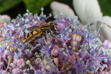 Little Bee pollinating purple flower 