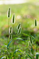 green grass spikelets in nature, backlight