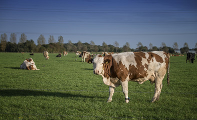 Fototapeta na wymiar Fleckvieh cows in a Dutch meadow