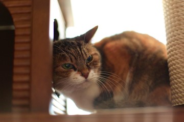 我が家自慢の美人老猫（メス・みるく１８歳）old lady cat 18 years old