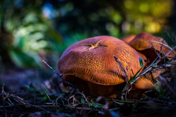 Mushroom