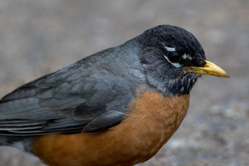 American Robin