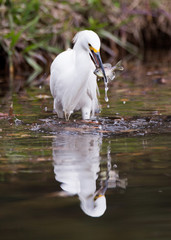 Snowy Egret with Fish