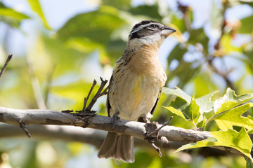 Obraz premium Black Headed Grosbeak Femal Looking Up
