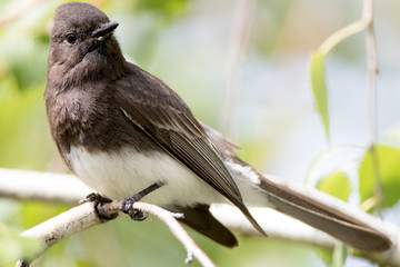 Black Phoebe