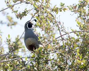 California Quail