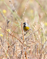Lawrence's Goldfinch