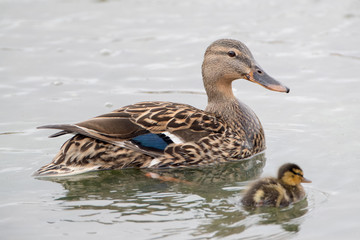 Mallard Female with Duckling