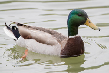 Fototapeta premium Mallard Male