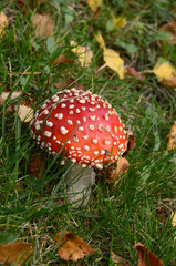 Fly agaric toadstool on a lawn, this is a very poisonous toadstool.