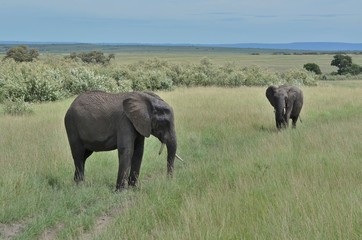 éléphants gris d'Afrique dans la savane du Parc Masaï Mara au Kenya