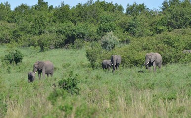 Troupeau d'éléphants gris d'Afrique dans la savane du Parc Masaï Mara au Kenya